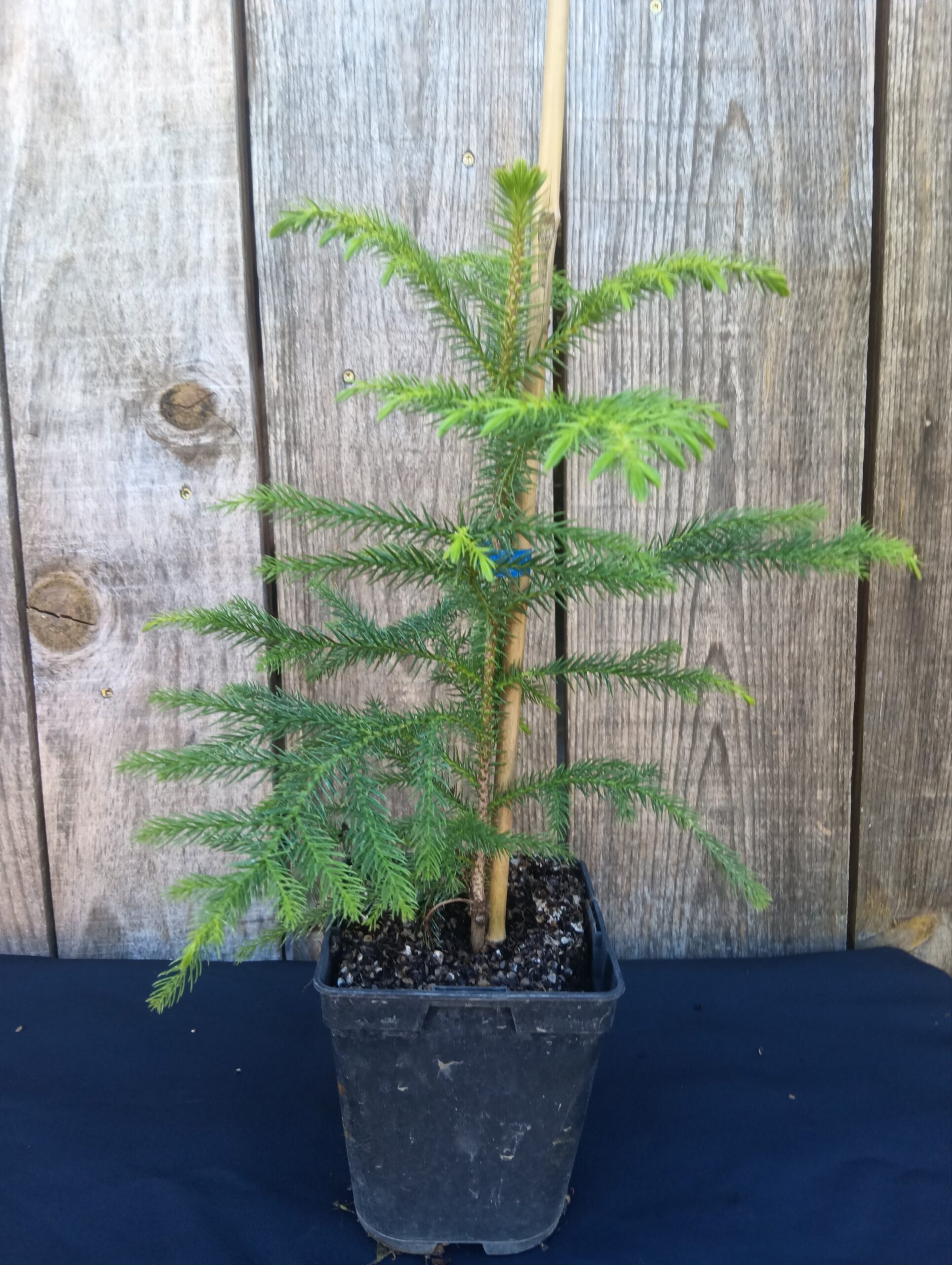 Pin de Norfolk - Araucaria heterophylla
