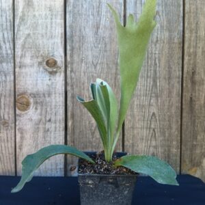 Fougère Corne d'Elan - Platycerium bifurcatum